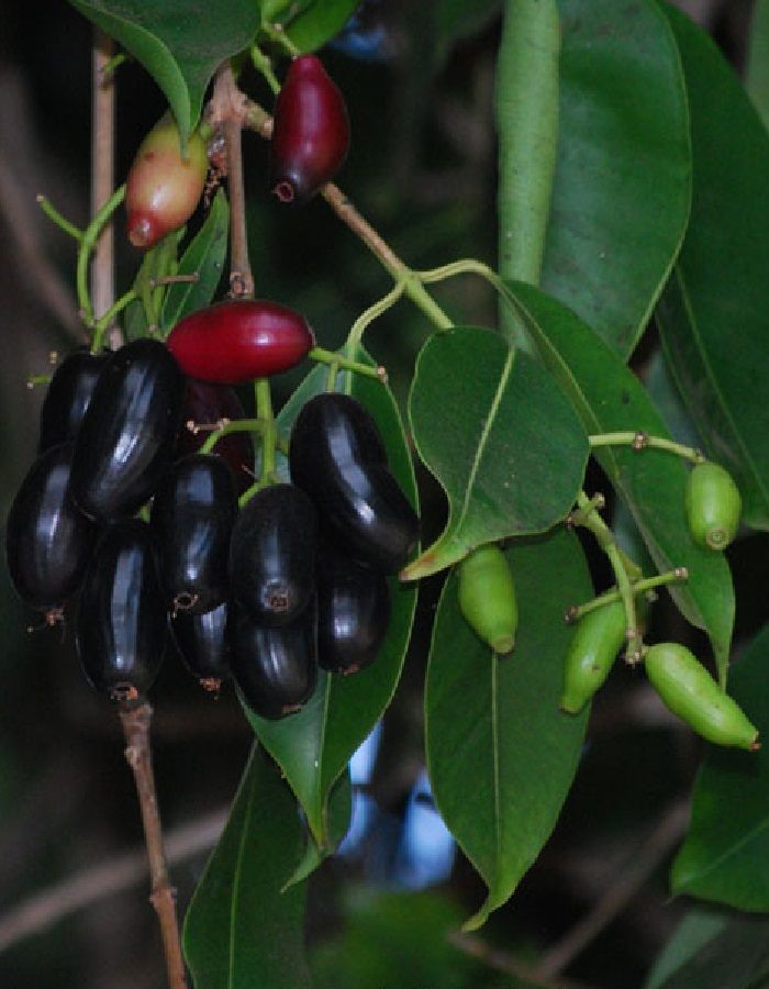 Polynesian Produce Stand JAVA PLUM Syzygium cumini JAMBUL FRUIT